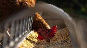 Confirman el cuarto foco de gripe aviar en Paraguay