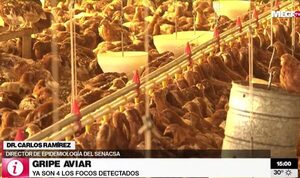 Existen protocolos estandarizados para contener el brote de gripe aviar, afirman desde SENACSA - Megacadena — Últimas Noticias de Paraguay