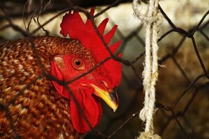 Confirman el cuarto foco de gripe aviar, todos en el Chaco - Nacionales - ABC Color
