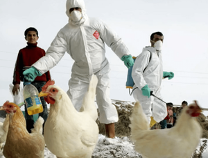 Confirman cuarto foco de gripe aviar en el Chaco · Radio Monumental 1080 AM