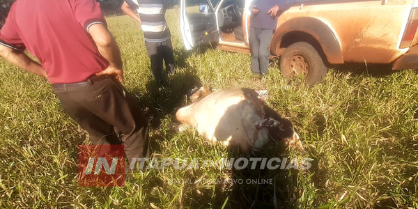 ABIGEOS FAENARON UNA VACA EN EL DISTRITO DE ALTO VERÁ - Itapúa Noticias