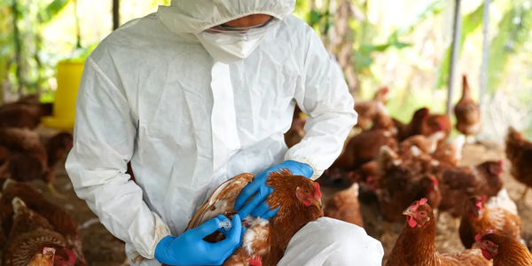 Confirmaron el cuarto foco de gripe aviar en zona del Chaco | Locales | 5Días