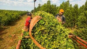 PRECIOS DESFAVORABLES PARA PRODUCTORES AL INICIO DE LA COSECHA DE YERBA MATE EN ITAPÚA