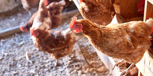 La FAO acompaña los esfuerzos de Paraguay para mitigar propagación de la gripe aviar - .::Agencia IP::.