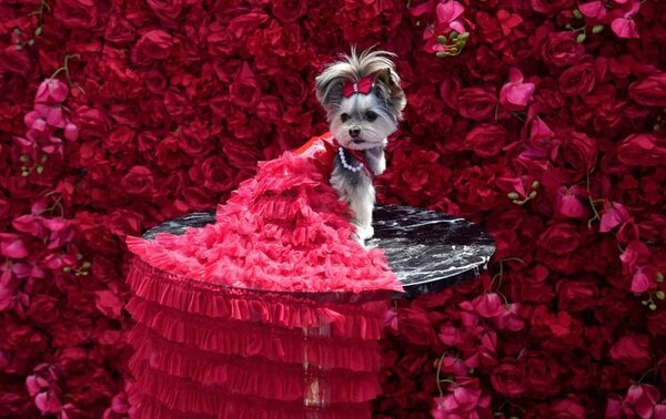VIDEO: Perritos y gatitos fashion brillan en la PET Gala de Nueva York - Mascotas - ABC Color