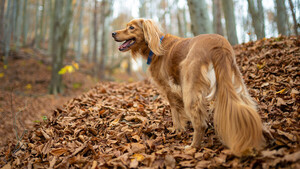 Diario HOY | Científicos descubren que esta raza de perro es más agresiva que los rottweilers