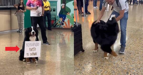 La Nación / ¡Amor de perro! Encuentro de mascota con su amo enternece a internautas
