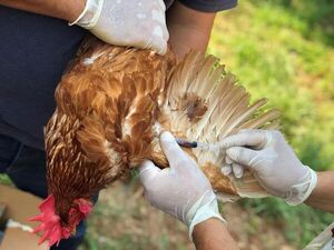 Brasil decretará estado de emergencia zoosanitaria tras detectar casos de gripe aviar