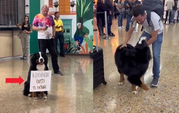 ¡Amor de perro! Encuentro de mascota con su amo enternece a internautas – Prensa 5