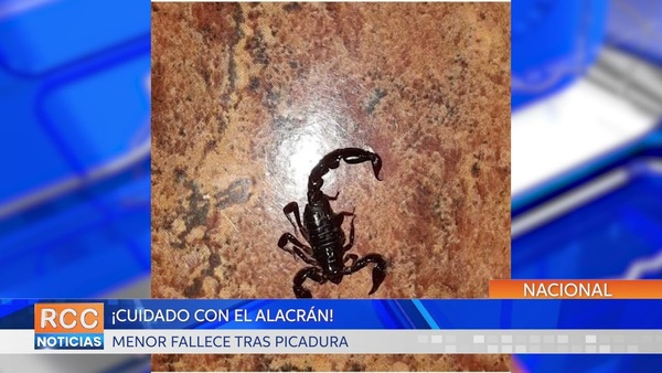 ¡Cuidado con el alacrán! Recomiendan precaución para evitar picaduras