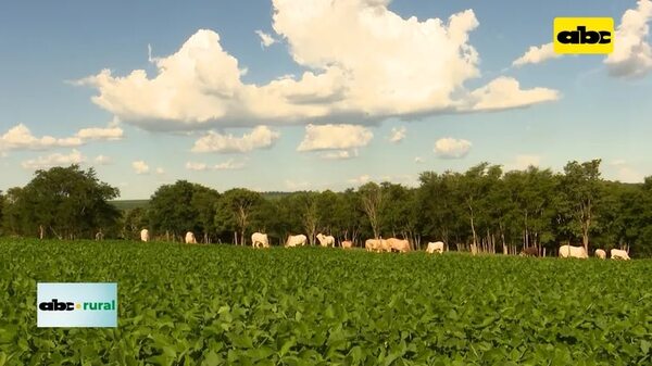 Video: Paraguay tiene una emisión insignificante de carbono, dice ministro  - ABC Rural - ABC Color