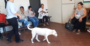 Hospital de San Pedro lanza campaña para frenar el abandono animal - Unicanal