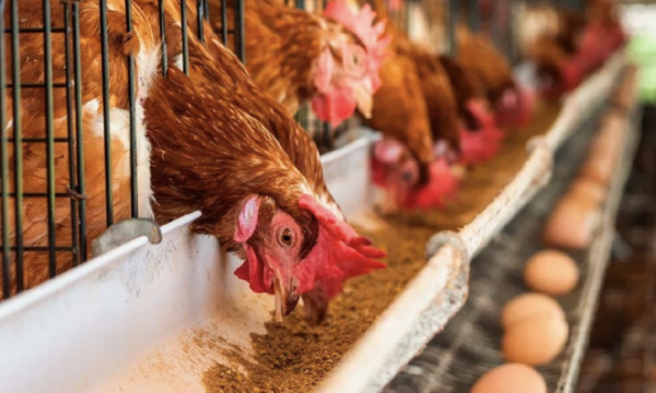 Gripe aviar: productores de huevos abastecen al mercado de manera normal