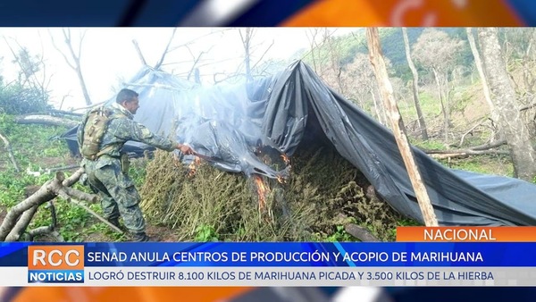 Senad anula centros de producción y acopio de marihuana en Amambay y Concepción