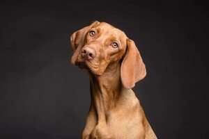 Diagnóstico del síndrome de disfunción cognitiva en perros - Mascotas - ABC Color