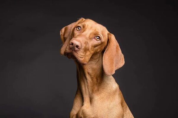 Diagnóstico del síndrome de disfunción cognitiva en perros - Mascotas - ABC Color