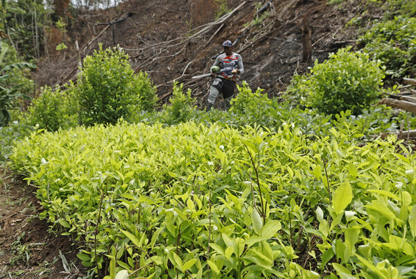 Dejar atrás la coca, el sueño campesino bajo el yugo del Clan del Golfo y el abandono estatal - MarketData