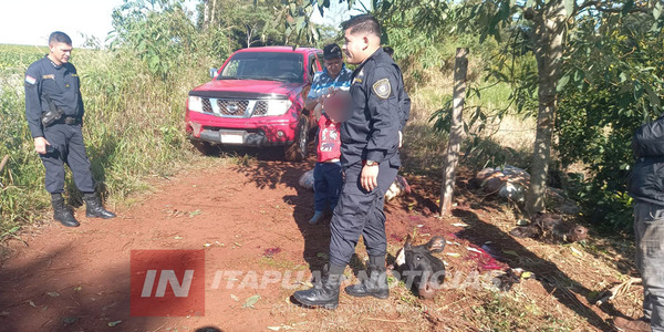 ABIGEOS FAENARON DOS VACAS EN CARLOS A. LÓPEZ - Itapúa Noticias