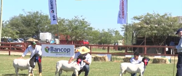 Desarrollaron el juzgamiento de ovinos en la primera mañana de la Expo Pioneros