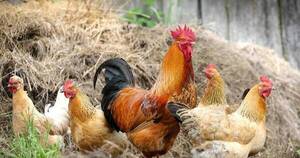 La Nación / Criadores avícolas de gran porte piden retribuciones