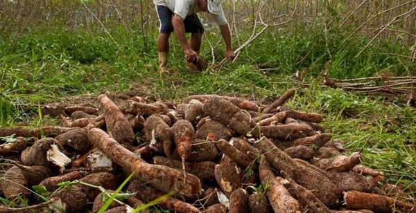 Se viene la Primera Edición de la Fiesta de la Mandioca en Coronel Bogado, Itapúa