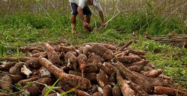 Se viene la Primera Edición de la  Fiesta  de la Mandioca en Coronel Bogado, Itapúa