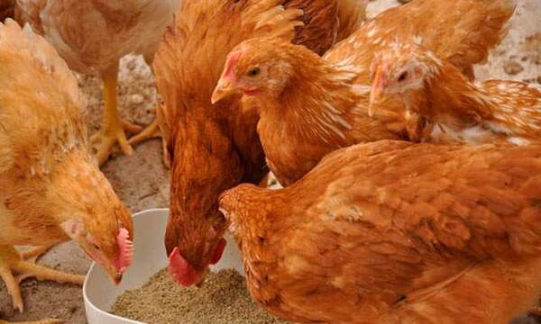 Senacsa contiene exitosamente la propagación de la Gripe Aviar