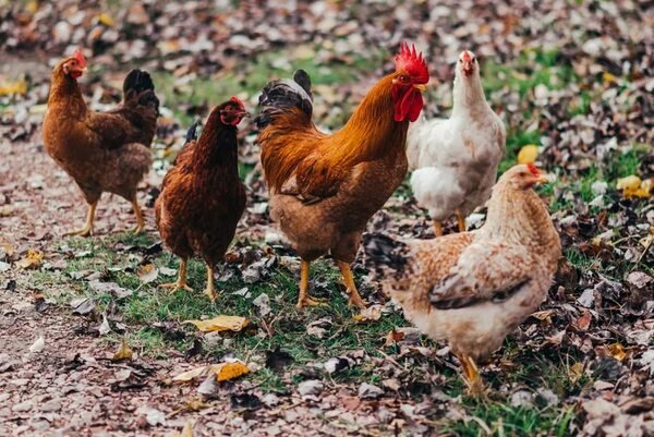 La gripe aviar afecta a menos del 1 % de la industria avícola en Chile - Mundo - ABC Color