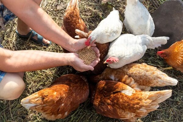 Sacrificarán a todas las aves de granja donde se detecte la gripe aviar - Nacionales - ABC Color