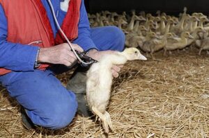 Diario HOY | Vacunas probadas en patos de Francia contra gripe aviar son "muy eficaces"