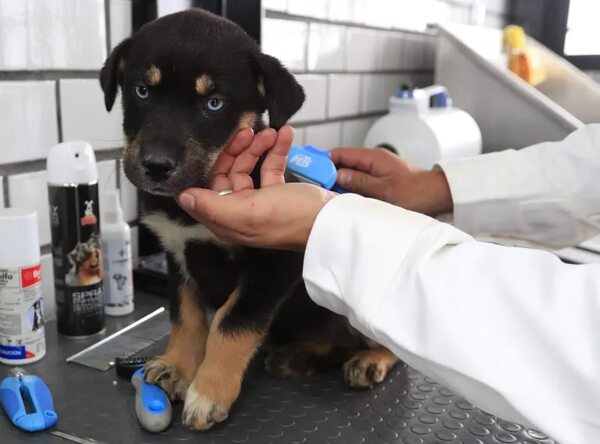 Un hotel para perros y gatos abandonados - Mascotas - ABC Color