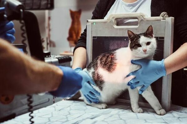 Beneficios de la radiografía veterinaria - Mascotas - ABC Color