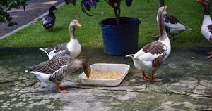 La Nación / Las vacunas probadas en patos de Francia son “muy eficaces”