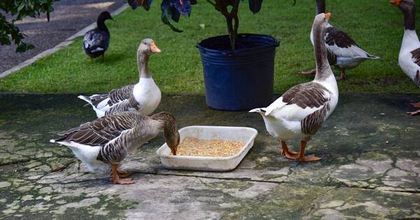 La Nación / Las vacunas probadas en patos de Francia son “muy eficaces”