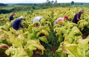 OMS pide a los gobiernos que dejen de subvencionar el cultivo de tabaco - Mundo - ABC Color