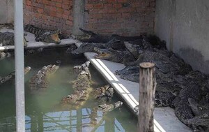 Hombre murió despedazado por 40 cocodrilos en Camboya – Prensa 5
