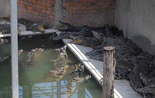 Hombre murió despedazado por 40 cocodrilos en Camboya – Prensa 5