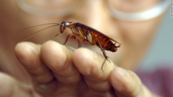 SIN AUTOPSIA DE LA CUCARACHA DENUNCIA QUEDARÁ EN EL OPAREI - La Voz del Norte