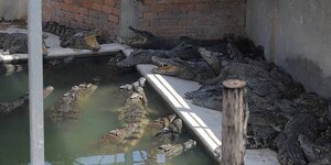 Camboyano murió despedazado por 40 cocodrilos