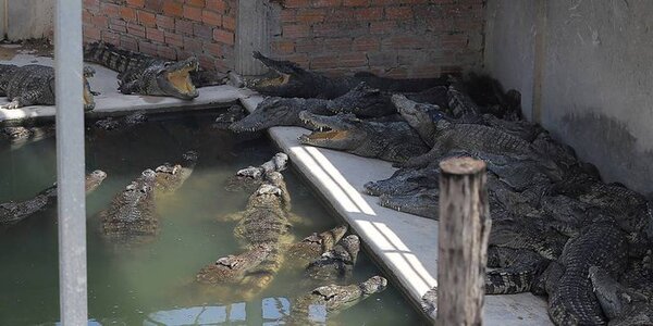 Camboyano murió despedazado por 40 cocodrilos