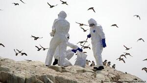 Influenza aviar: no hay casos sospechosos en humanos, sí personas expuestas, afirman - ADN Digital