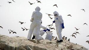Influenza aviar: no hay casos sospechosos en humanos, sí personas expuestas, afirman - ADN Digital