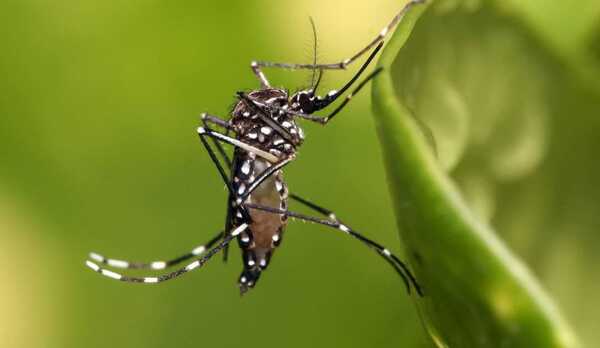 Secuelas de la Chikungunya, dolores articulares pueden persistir aun después de haber pasado la enfermedad.