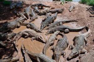 Un hombre fue arrastrado y murió despedazado por 40 cocodrilos - Noticiero Paraguay