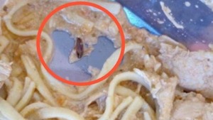 ¡Qué asquerosidad! Encontraron cucarachas en platos de almuerzo escolar