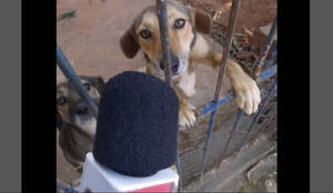 [VIDEO] Entrevistaron a "señor perro" y es lo más tierno que vas a ver