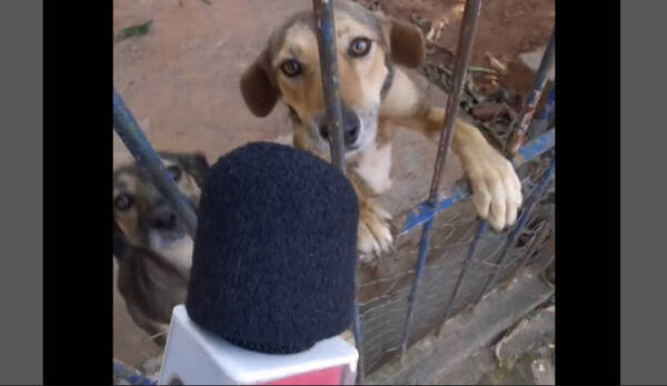 [VIDEO] Entrevistaron a "señor perro" y es lo más tierno que vas a ver