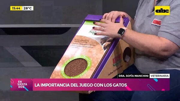 Video: La importancia del juego con los gatos - Ensiestados - ABC Color