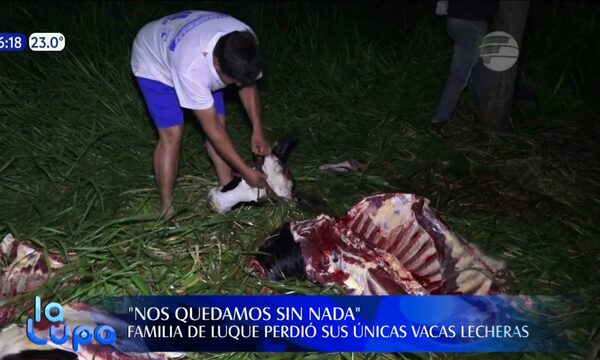 Luque: Familia perdió sus únicas vacas lecheras | Telefuturo