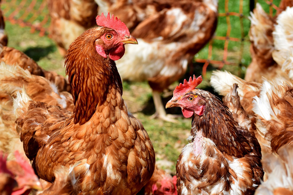 La solución inmediata es el sacrificio de las aves si hay síntomas de la gripe aviar, según Senacsa - ADN Digital